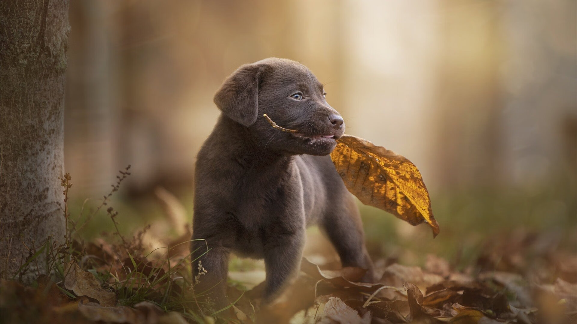 开云真人-中国男篮在友谊赛中展现良好状态,中国男篮在友谊赛中展现良好状态是什么