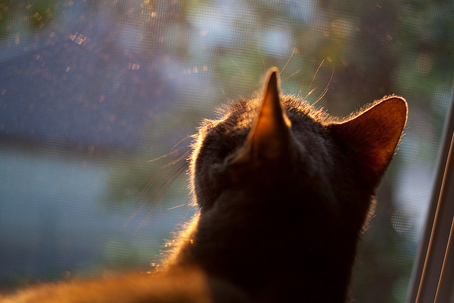 职业联赛薪资泡沫何时才能破裂，职业联赛工资