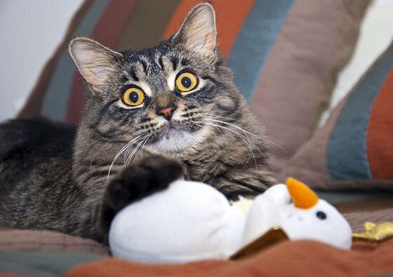 中超比赛视频集锦上线助力战术复盘效率提升，中超官方集锦